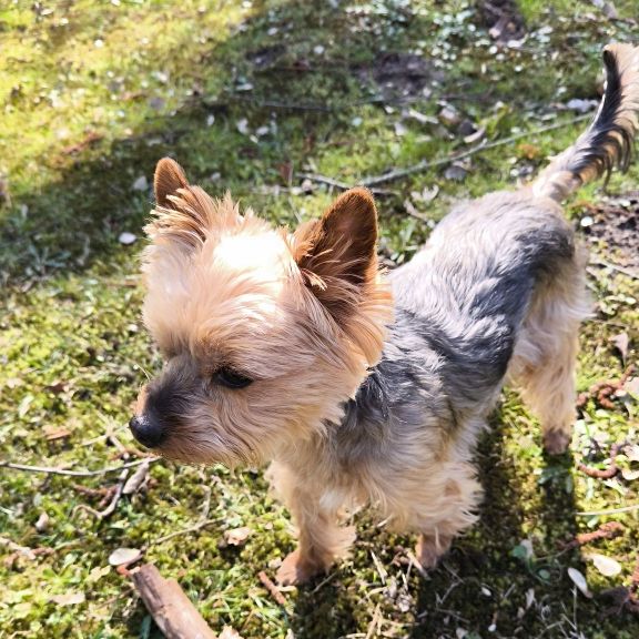 Masterpro Nivo Slider 3.x